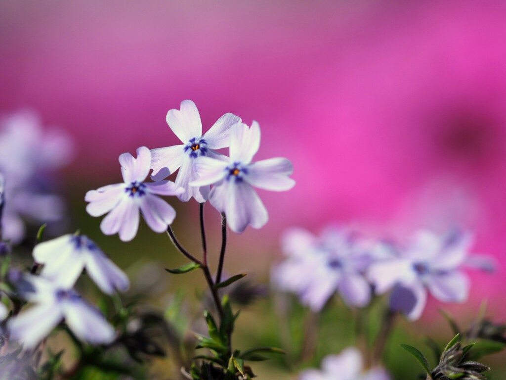 もう１つの桜