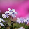 もう１つの桜
