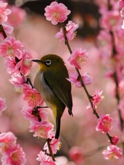 梅の花に囲まれて