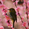 梅の花に囲まれて