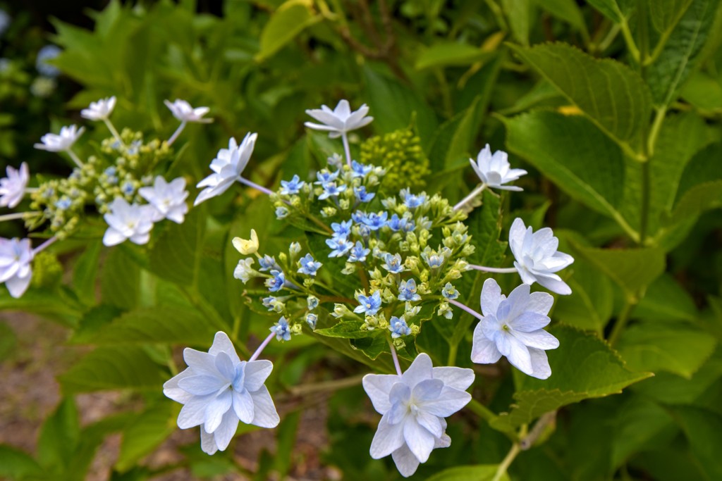 花火の様な紫陽花