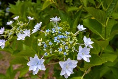 花火の様な紫陽花