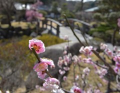 梅の花のうらがわ