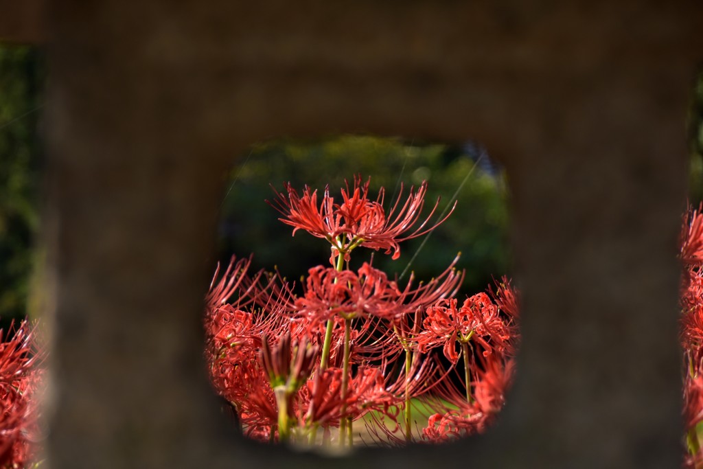 彼岸花