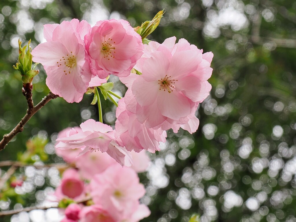 ハナカイドウ