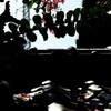 瓦の上に散る