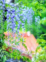 藤の花