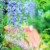藤の花