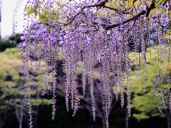 咲き始めました。