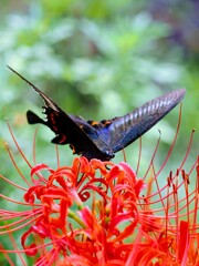 カラスアゲハ