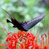 カラスアゲハ