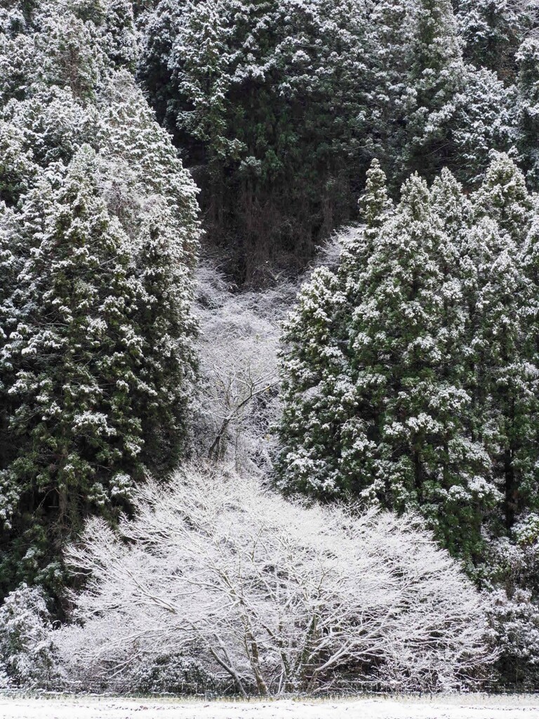 うっすら雪化粧