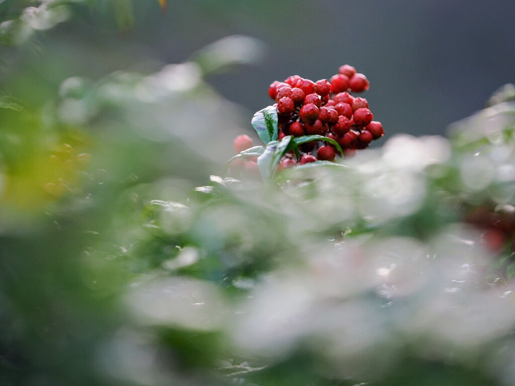 朝露