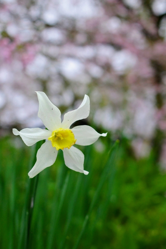 スイセンとしだれ桜