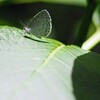 日向ぼっこ