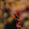 赤いもみじ