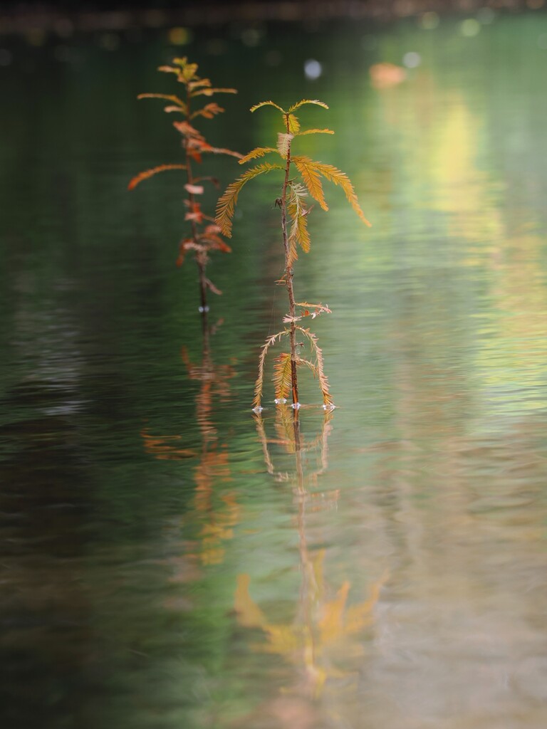 小さなラクウショウ