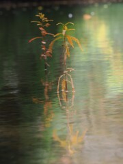 小さなラクウショウ