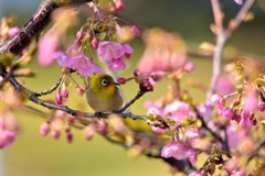 河津桜とメジロ(2)