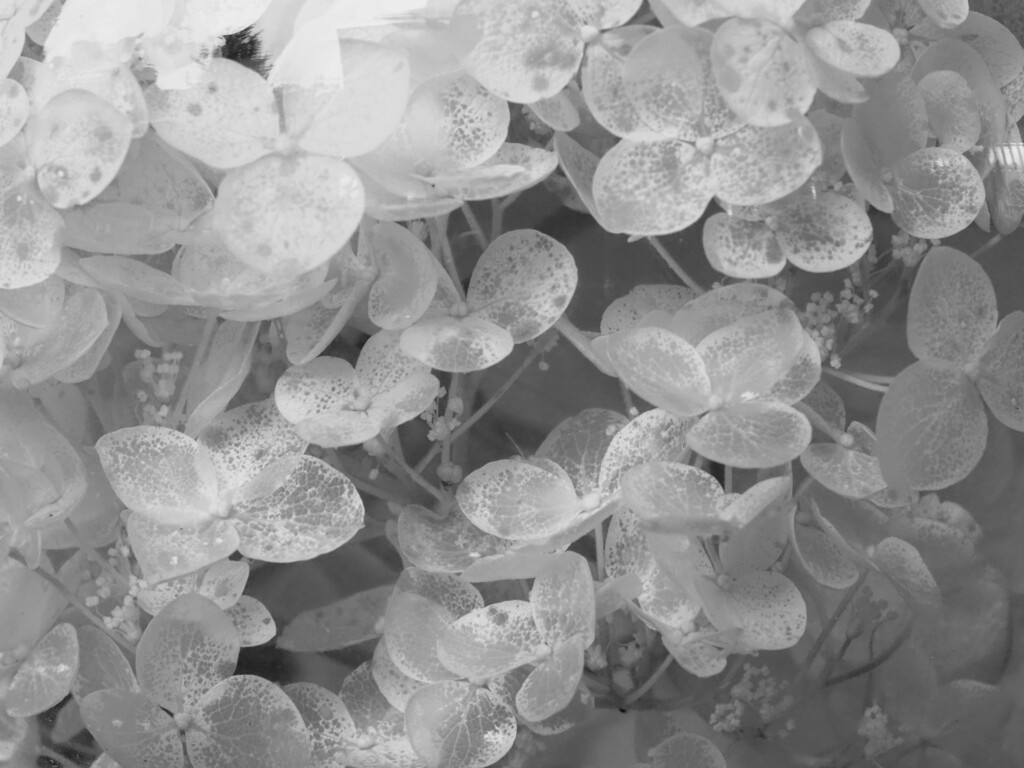 水中の紫陽花