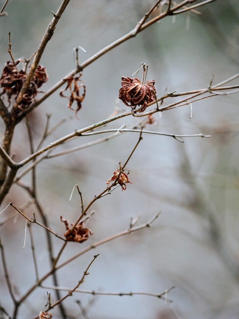 紅葉まだなのに枯れていく