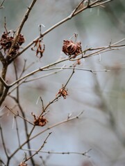 紅葉まだなのに枯れていく