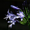 木陰に