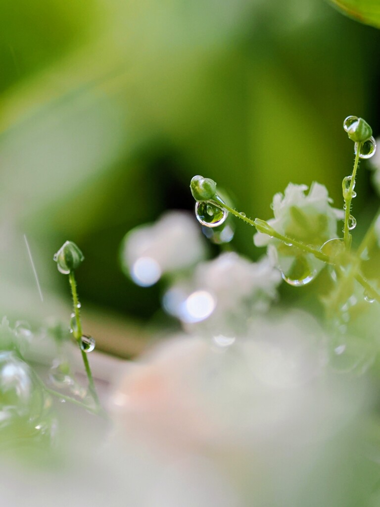 水滴