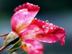 久々の雨