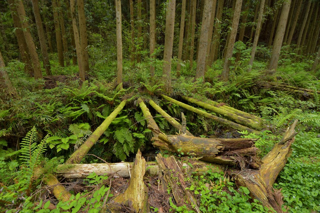山奥で･･･