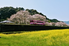 菜の花と桜