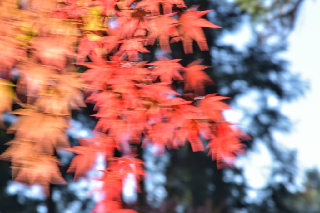 風に揺れる紅葉