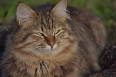 まん丸な猫(1)