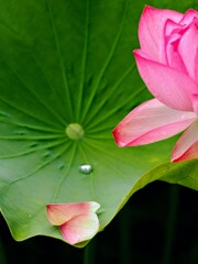 雨上がり