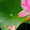 雨上がり