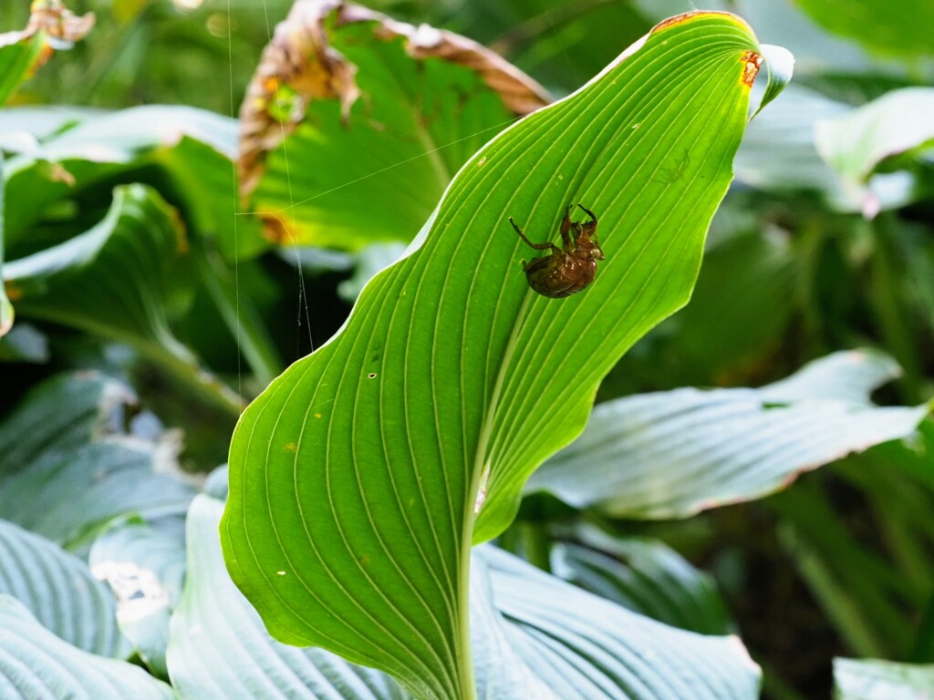 夏の忘れ物
