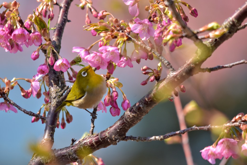 河津桜とメジロ(1)