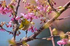 河津桜とメジロ(1)