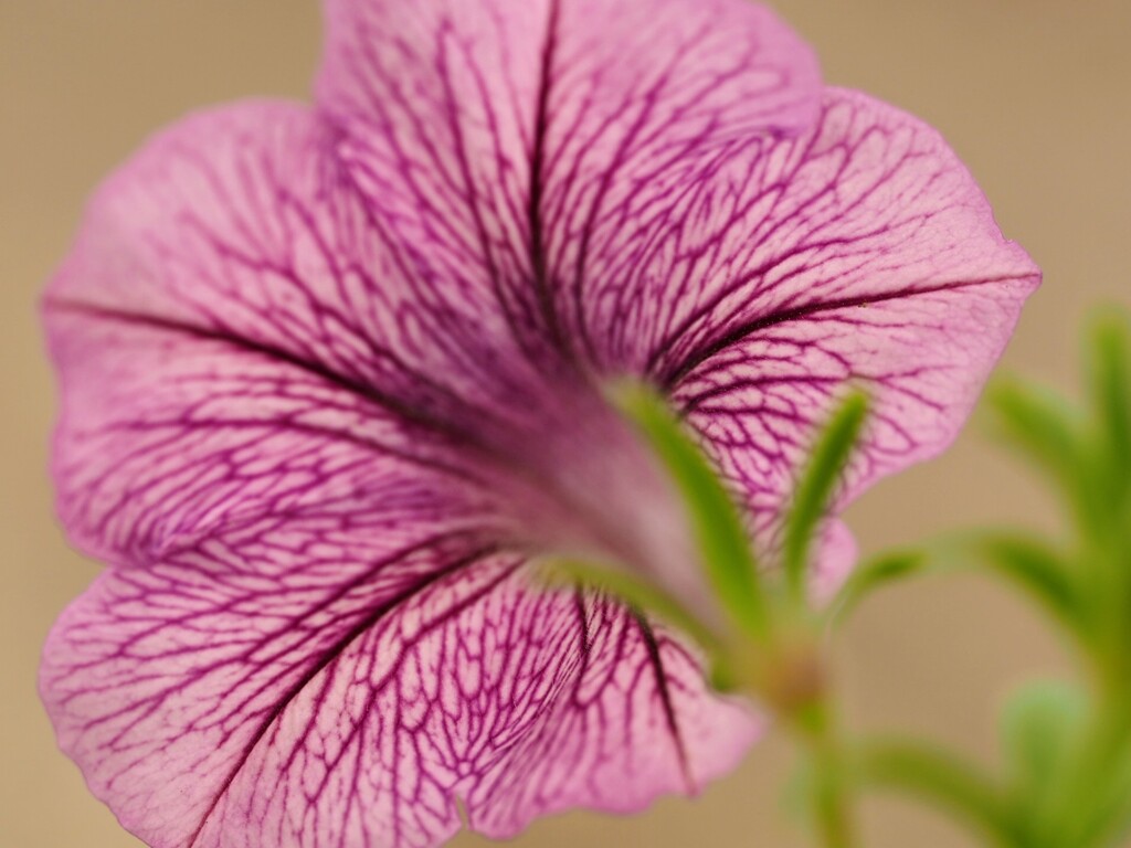 …