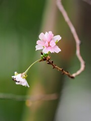 さくら〜さくら〜