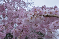 満開の桜