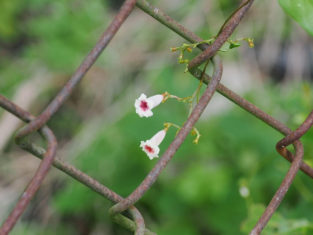 小さな花
