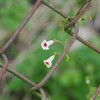 小さな花