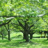 緑色の公園の遊具たち