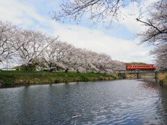キハと桜