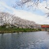 キハと桜