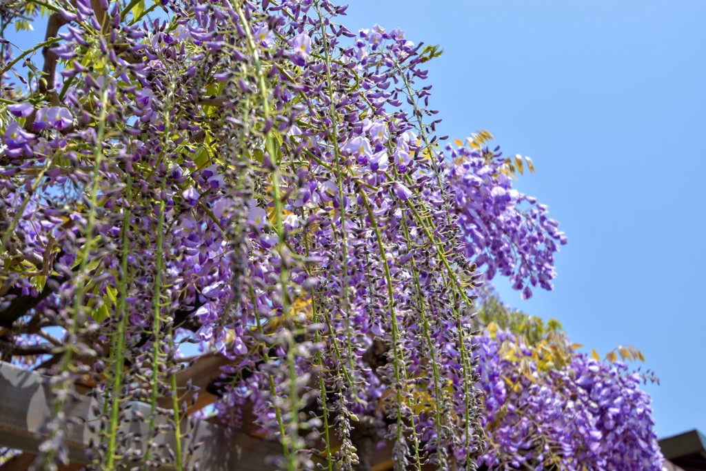 少し早いかなフジの花