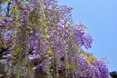 少し早いかなフジの花