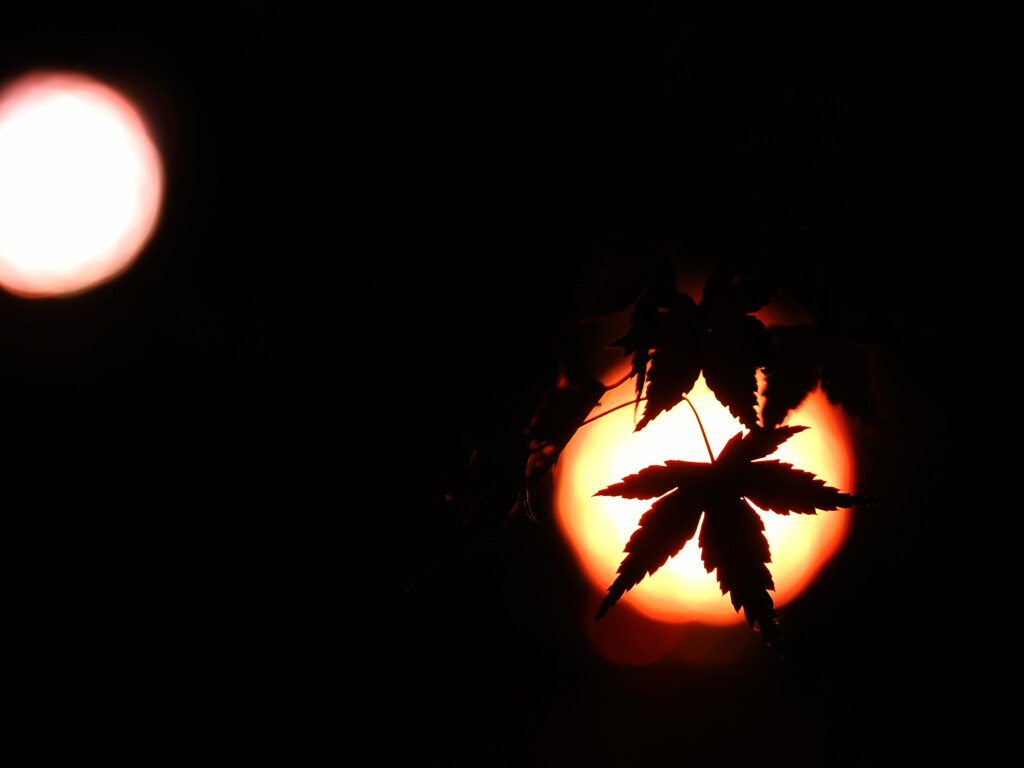 スポットライト