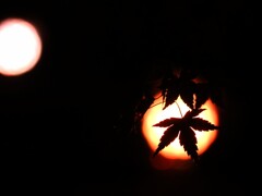 スポットライト